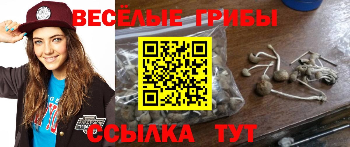 Псилоцибиновые грибы Cubensis  Галлюциногенные грибы мицелий  Сарапул  Вход с VPN 